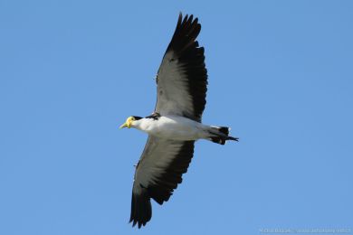 Čejka australská (Vanellus miles) Čejka australská (Vanellus miles)