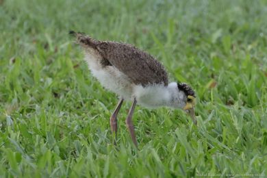 Čejka australská (Vanellus miles) Čejka australská (Vanellus miles)