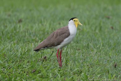 Čejka australská (Vanellus miles) Čejka australská (Vanellus miles)