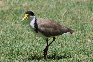 Čejka australská (Vanellus miles) Čejka australská (Vanellus miles)
