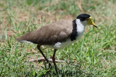 Čejka australská (Vanellus miles) Čejka australská (Vanellus miles)