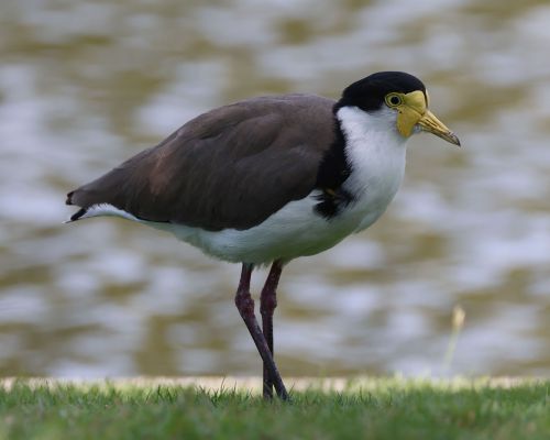 ejka australská (Vanellus miles)