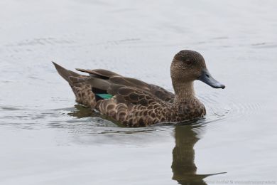 írka kaštanová (Anas castanea)