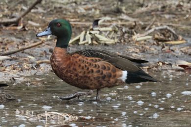 írka kaštanová (Anas castanea)