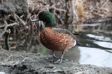 írka kaštanová (Anas castanea)