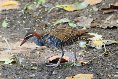 Chøástal páskovaný (Hypotaenidia philippensis) Chøástal páskovaný (Hypotaenidia philippensis)