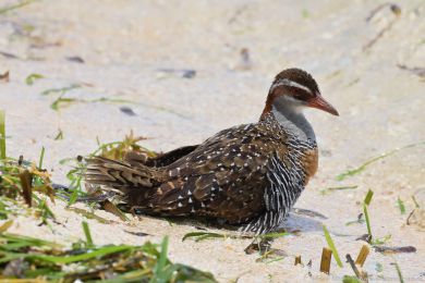 Chøástal páskovaný (Hypotaenidia philippensis) Chøástal páskovaný (Hypotaenidia philippensis)