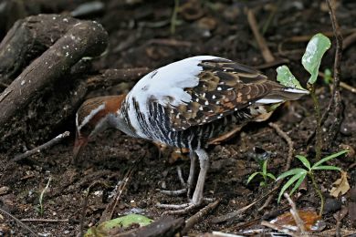 Chøástal páskovaný (Hypotaenidia philippensis) Chøástal páskovaný (Hypotaenidia philippensis)