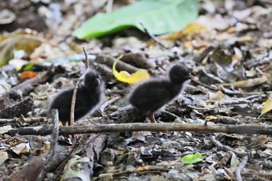 Chøástal páskovaný (Hypotaenidia philippensis) Chøástal páskovaný (Hypotaenidia philippensis)