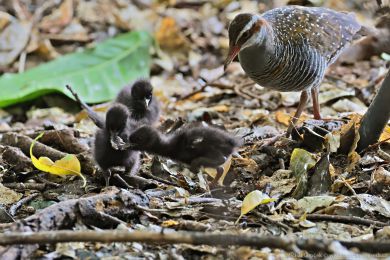 Chøástal páskovaný (Hypotaenidia philippensis) Chøástal páskovaný (Hypotaenidia philippensis)
