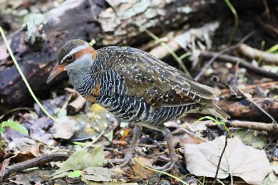 Chøástal páskovaný (Hypotaenidia philippensis) Chøástal páskovaný (Hypotaenidia philippensis)