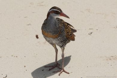 Chøástal páskovaný (Hypotaenidia philippensis) Chøástal páskovaný (Hypotaenidia philippensis)