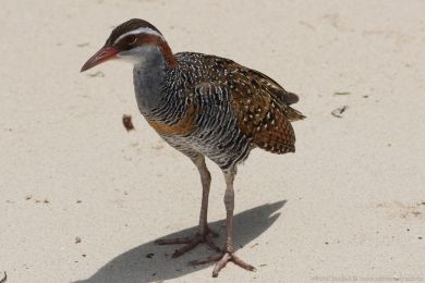 Chøástal páskovaný (Hypotaenidia philippensis) Chøástal páskovaný (Hypotaenidia philippensis)
