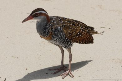 Chøástal páskovaný (Hypotaenidia philippensis) Chøástal páskovaný (Hypotaenidia philippensis)