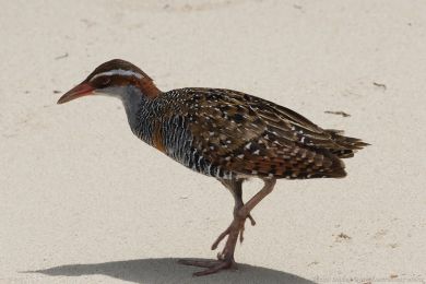 Chøástal páskovaný (Hypotaenidia philippensis) Chøástal páskovaný (Hypotaenidia philippensis)