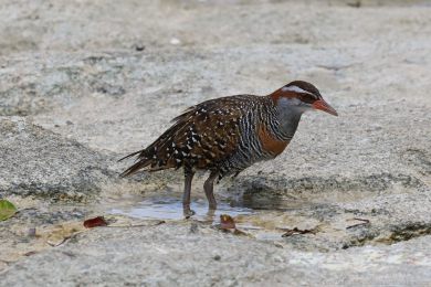 Chøástal páskovaný (Hypotaenidia philippensis) Chøástal páskovaný (Hypotaenidia philippensis)