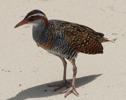 Chástal páskovaný (Hypotaenidia philippensis)