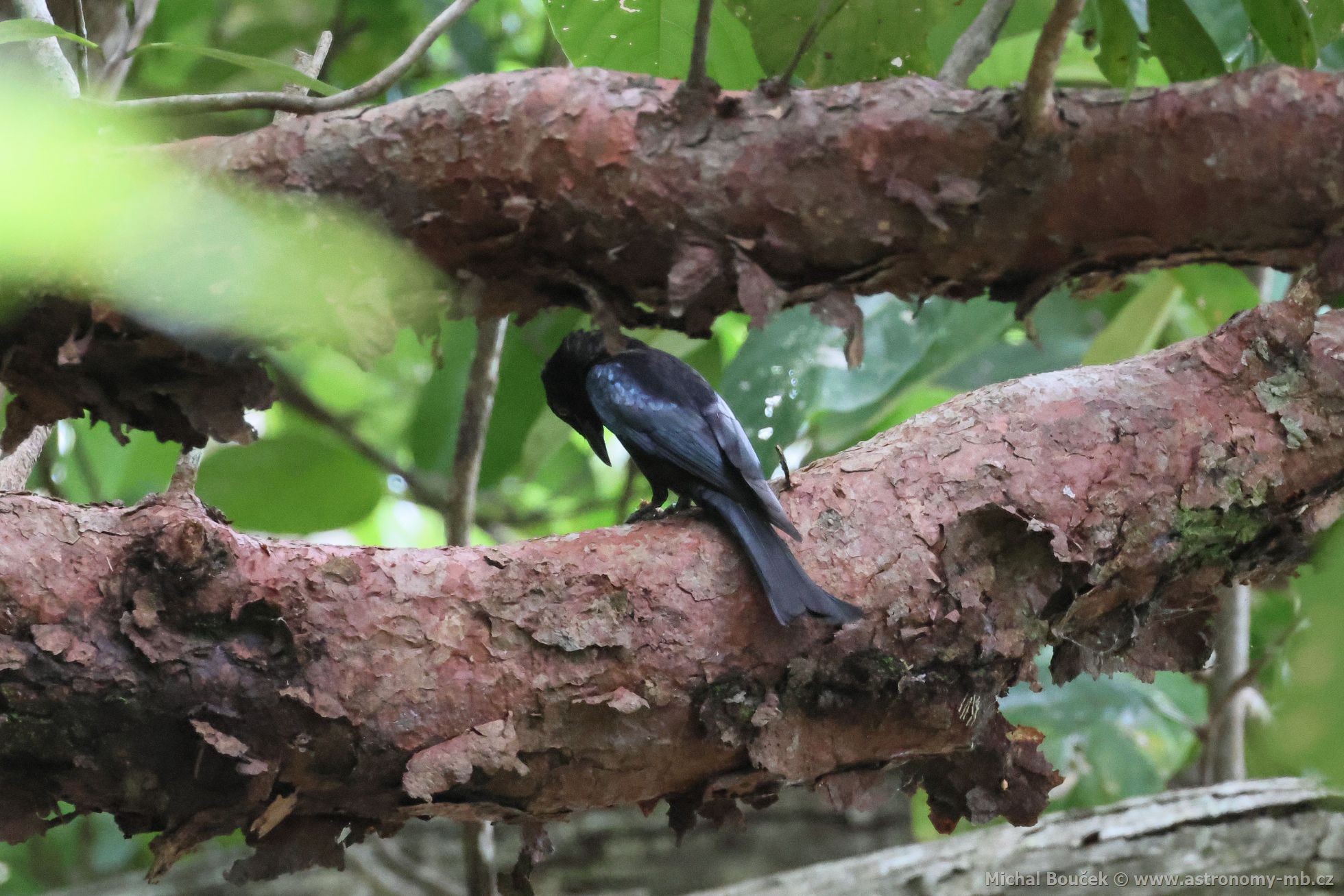 Drongo vlokoprsý (Dicrurus bracteatus)