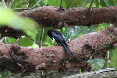 Drongo vlokoprsý (Dicrurus bracteatus)
