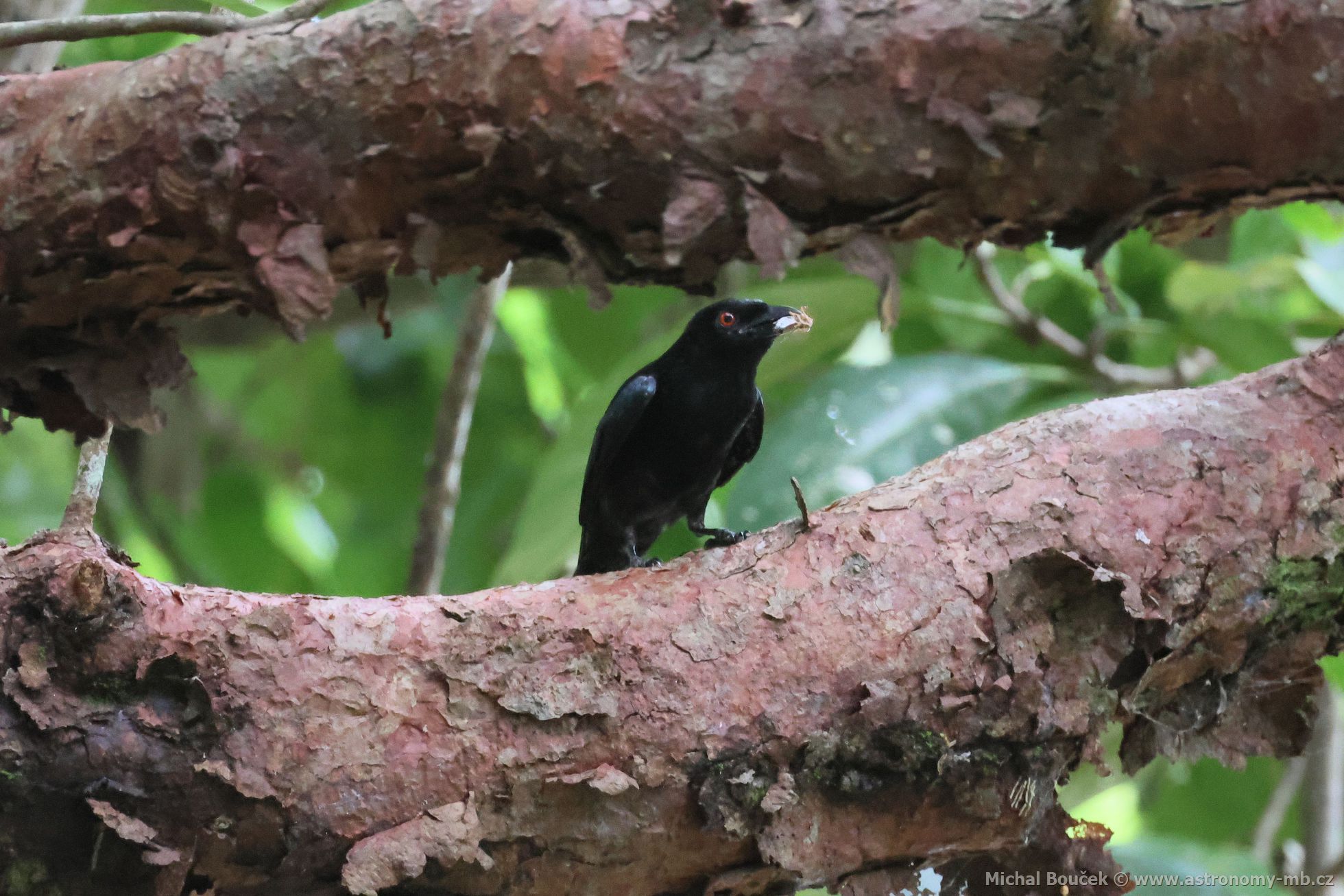 Drongo vlokoprsý (Dicrurus bracteatus)