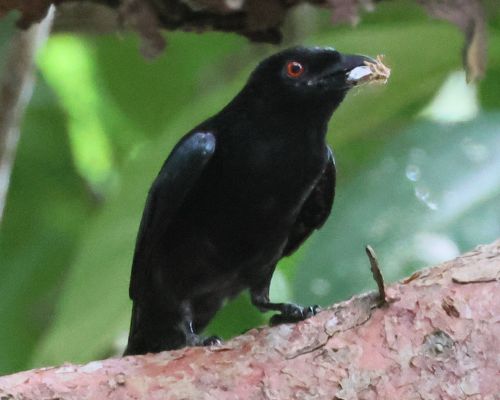 Drongo vlokoprsý (Dicrurus bracteatus)