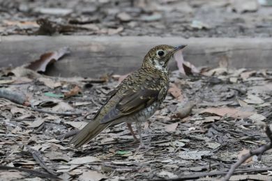 Drozd australský (Zoothera lunulata)