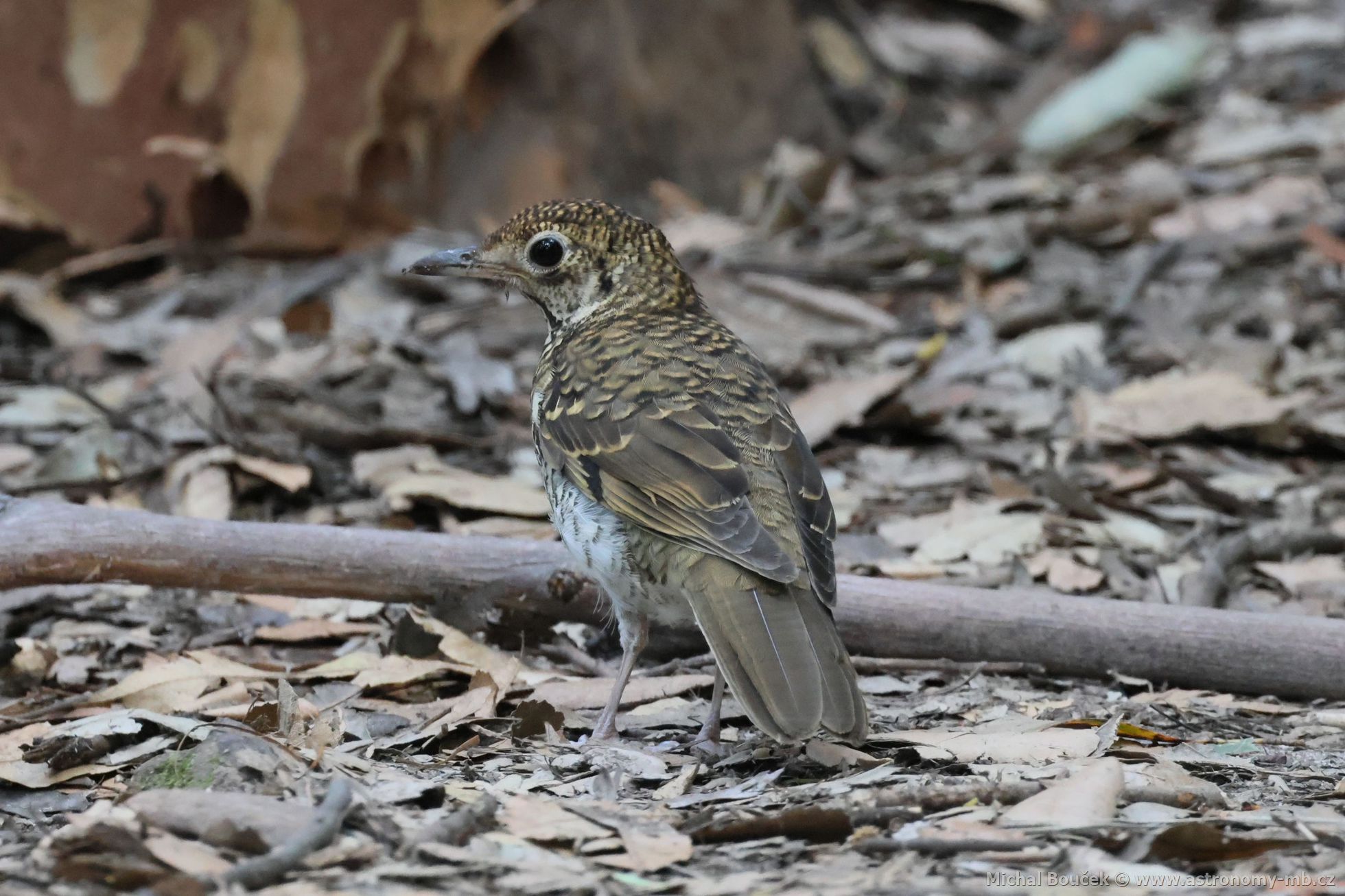 Drozd australský (Zoothera lunulata)