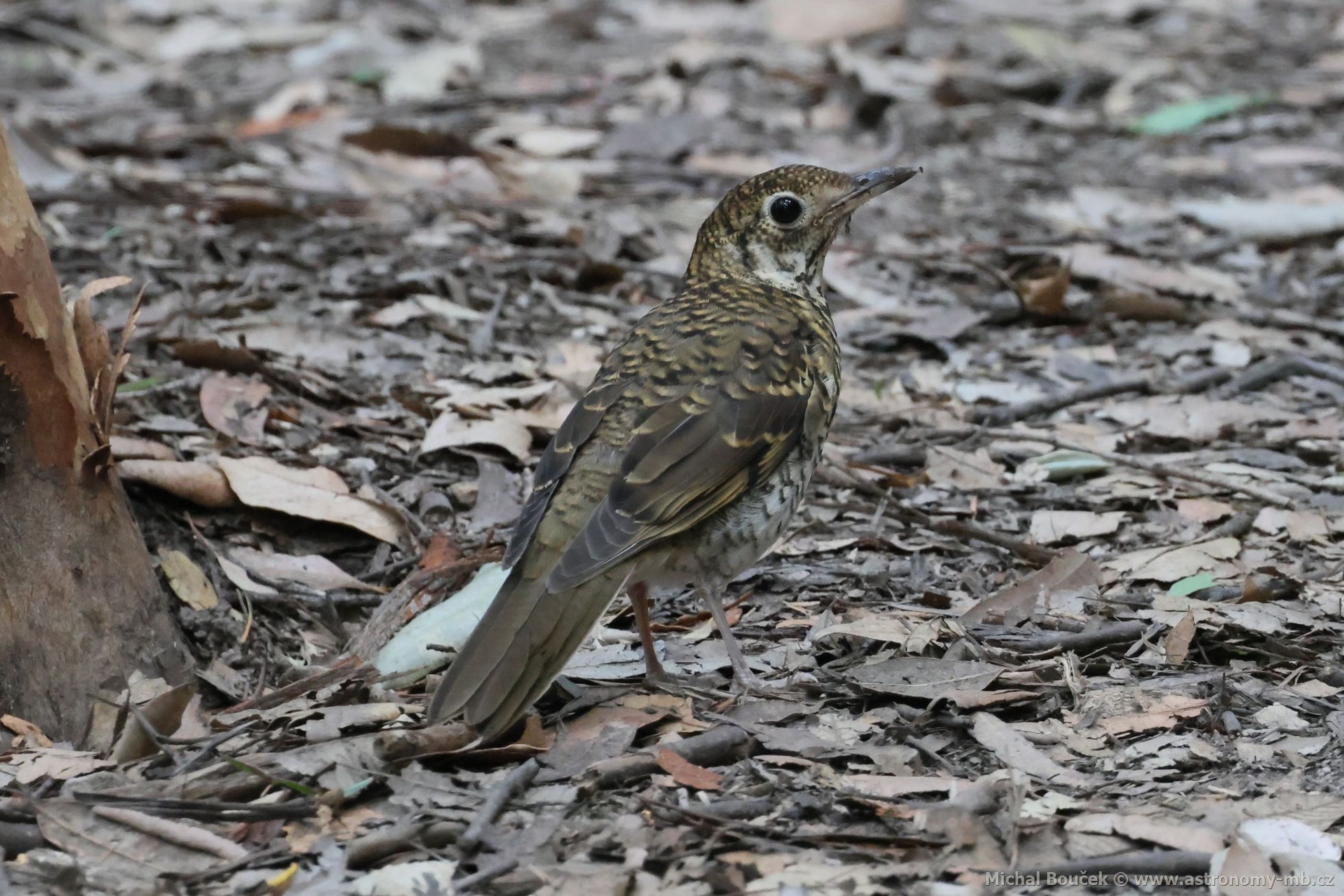 Drozd australský (Zoothera lunulata)