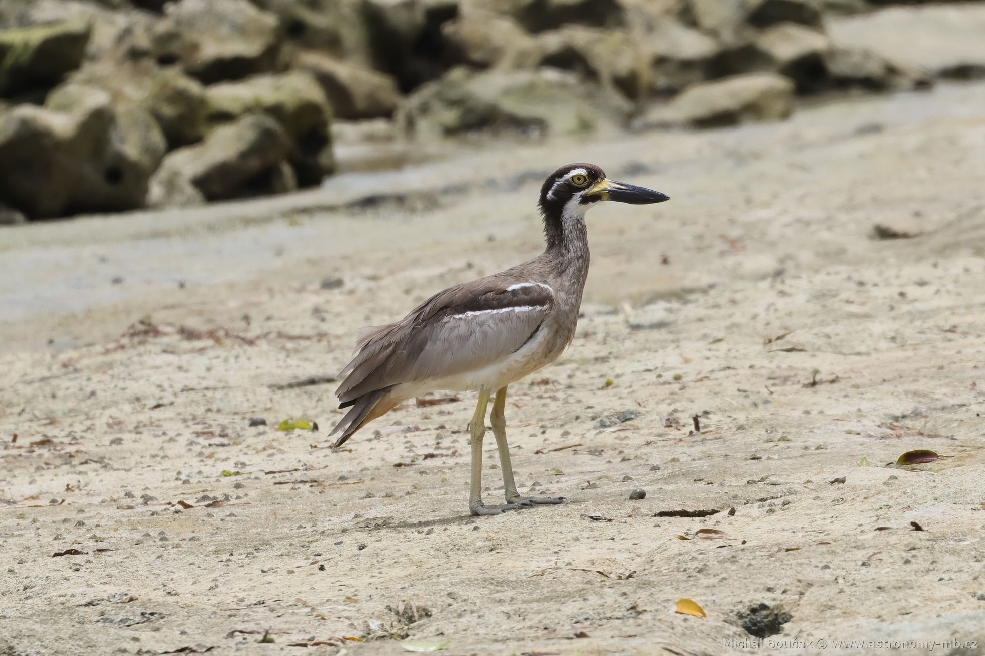 Dytík velkozobý (Esacus magnirostris)