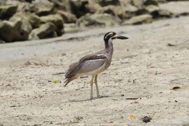 Dytík velkozobý (Esacus magnirostris) Dytík velkozobý (Esacus magnirostris)