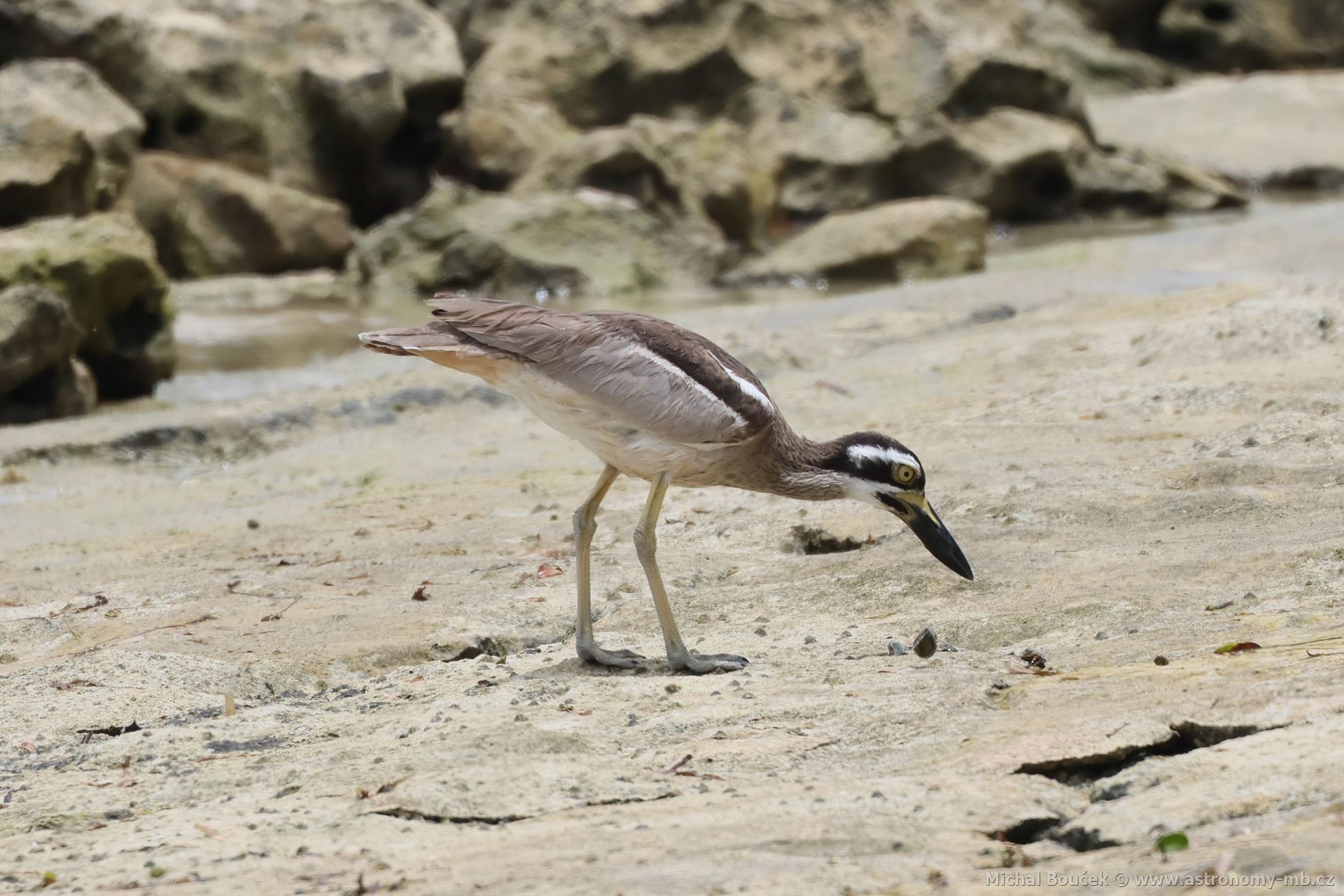 Dytík velkozobý (Esacus magnirostris)