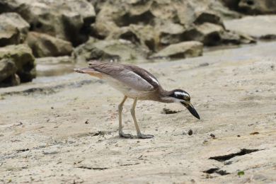 Dytík velkozobý (Esacus magnirostris) Dytík velkozobý (Esacus magnirostris)
