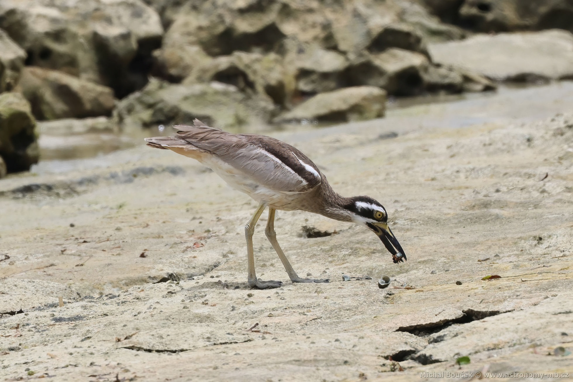 Dytík velkozobý (Esacus magnirostris)