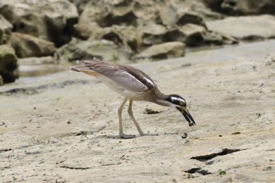 Dytík velkozobý (Esacus magnirostris) Dytík velkozobý (Esacus magnirostris)