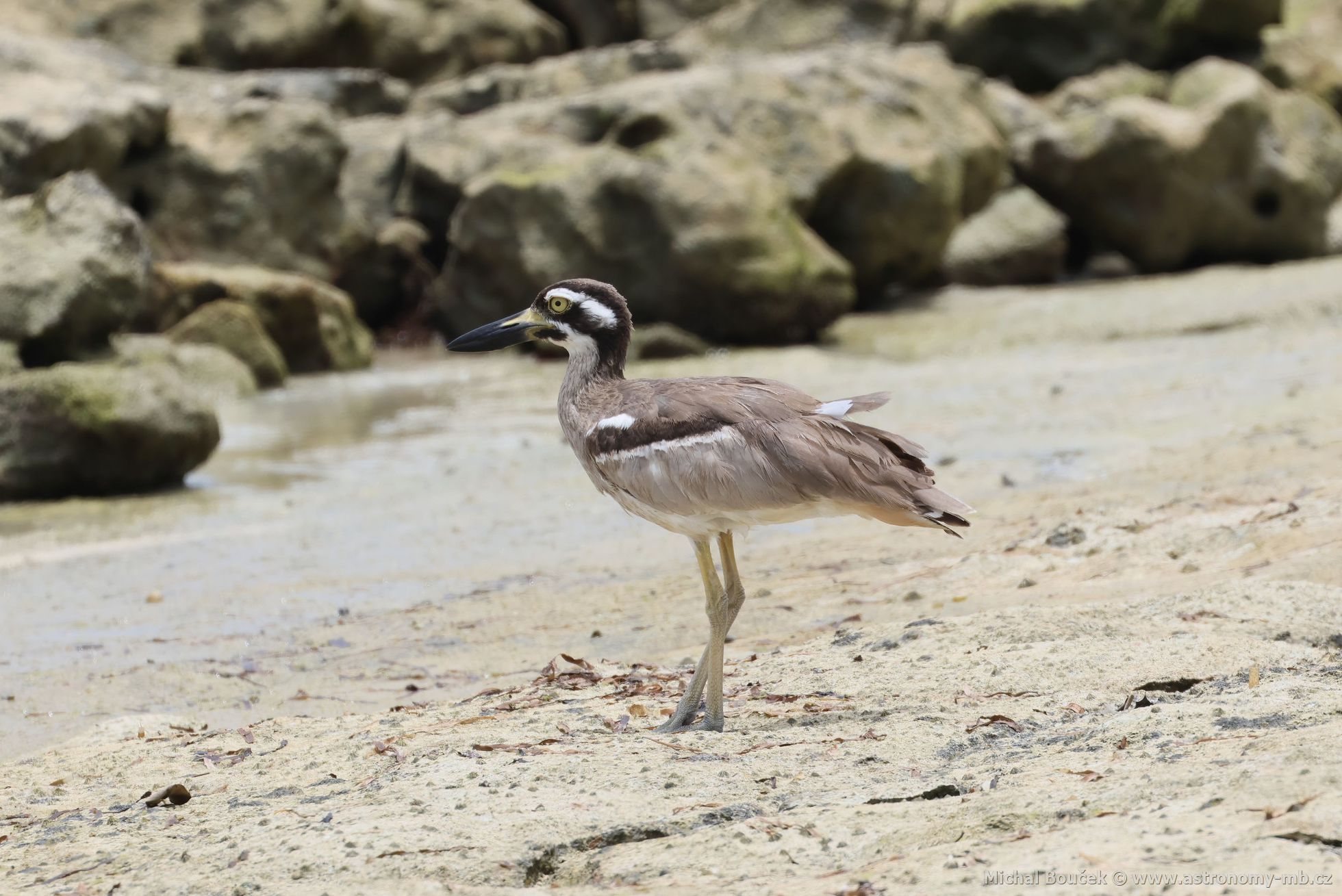 Dytík velkozobý (Esacus magnirostris)