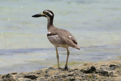 Dytík velkozobý (Esacus magnirostris) Dytík velkozobý (Esacus magnirostris)