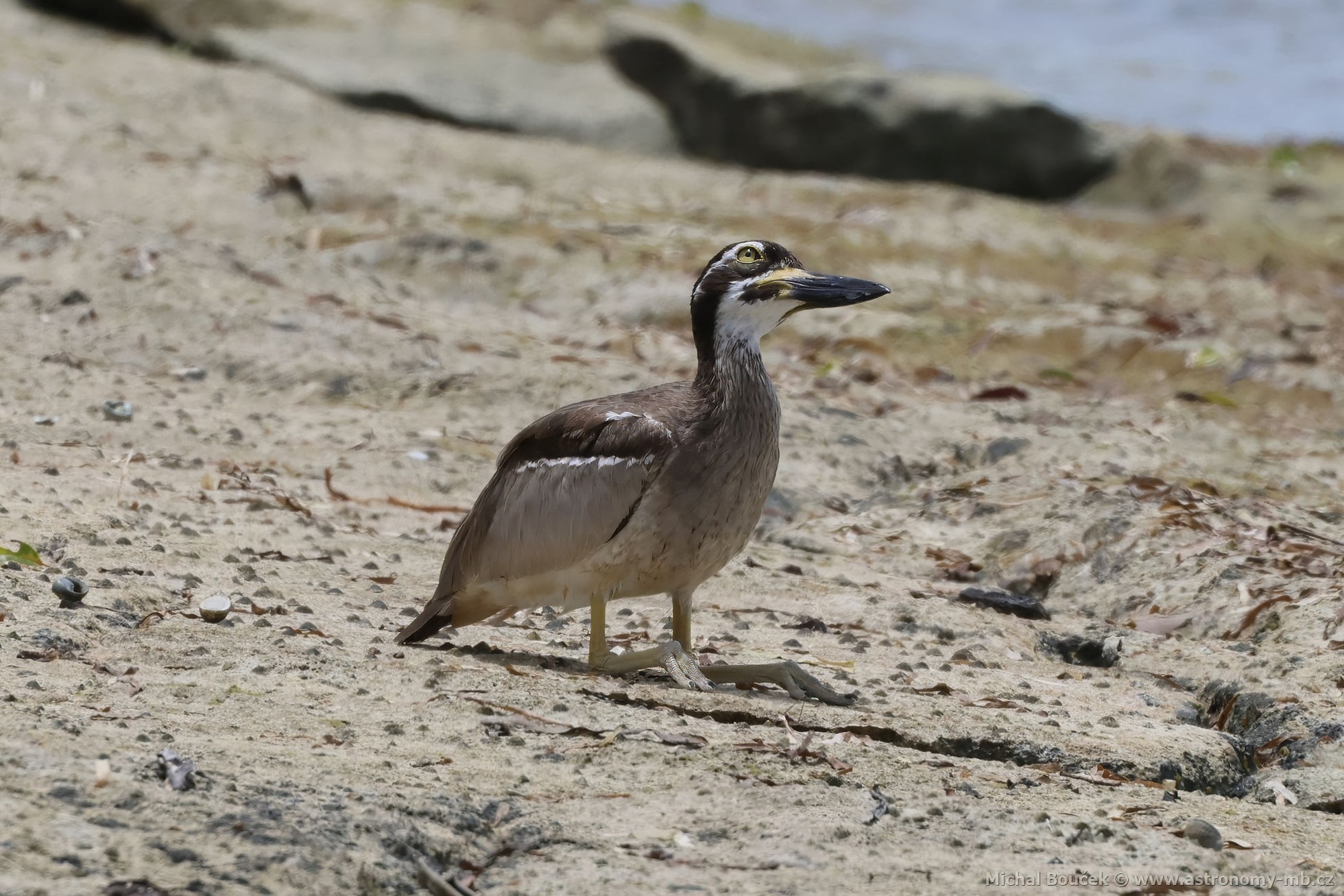 Dytík velkozobý (Esacus magnirostris)