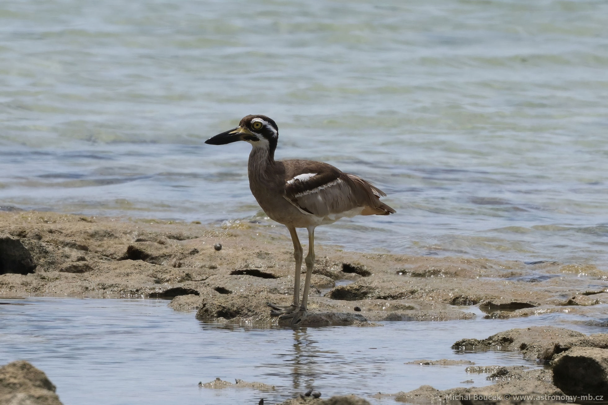 Dytík velkozobý (Esacus magnirostris)