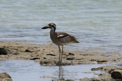 Dytík velkozobý (Esacus magnirostris) Dytík velkozobý (Esacus magnirostris)