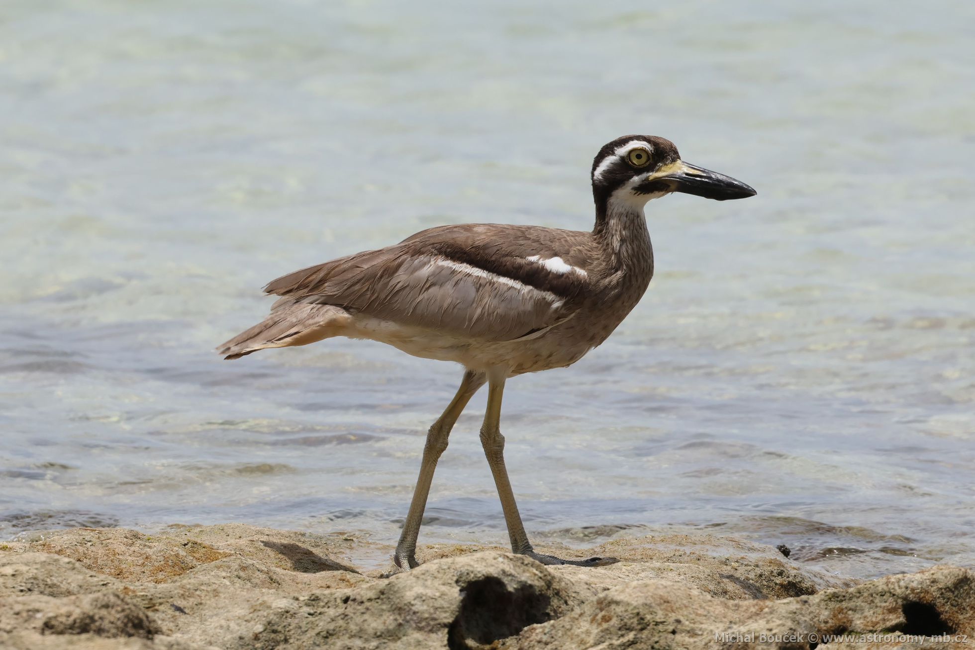 Dytík velkozobý (Esacus magnirostris)