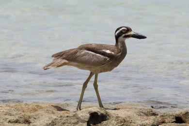 Dytík velkozobý (Esacus magnirostris) Dytík velkozobý (Esacus magnirostris)