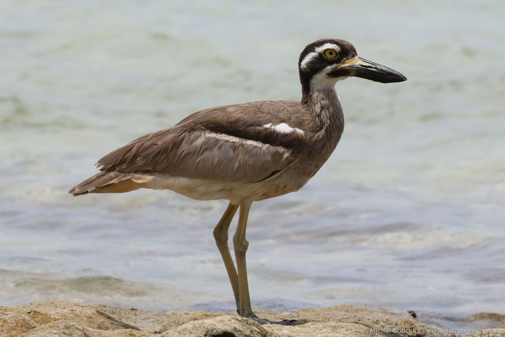 Dytík velkozobý (Esacus magnirostris)