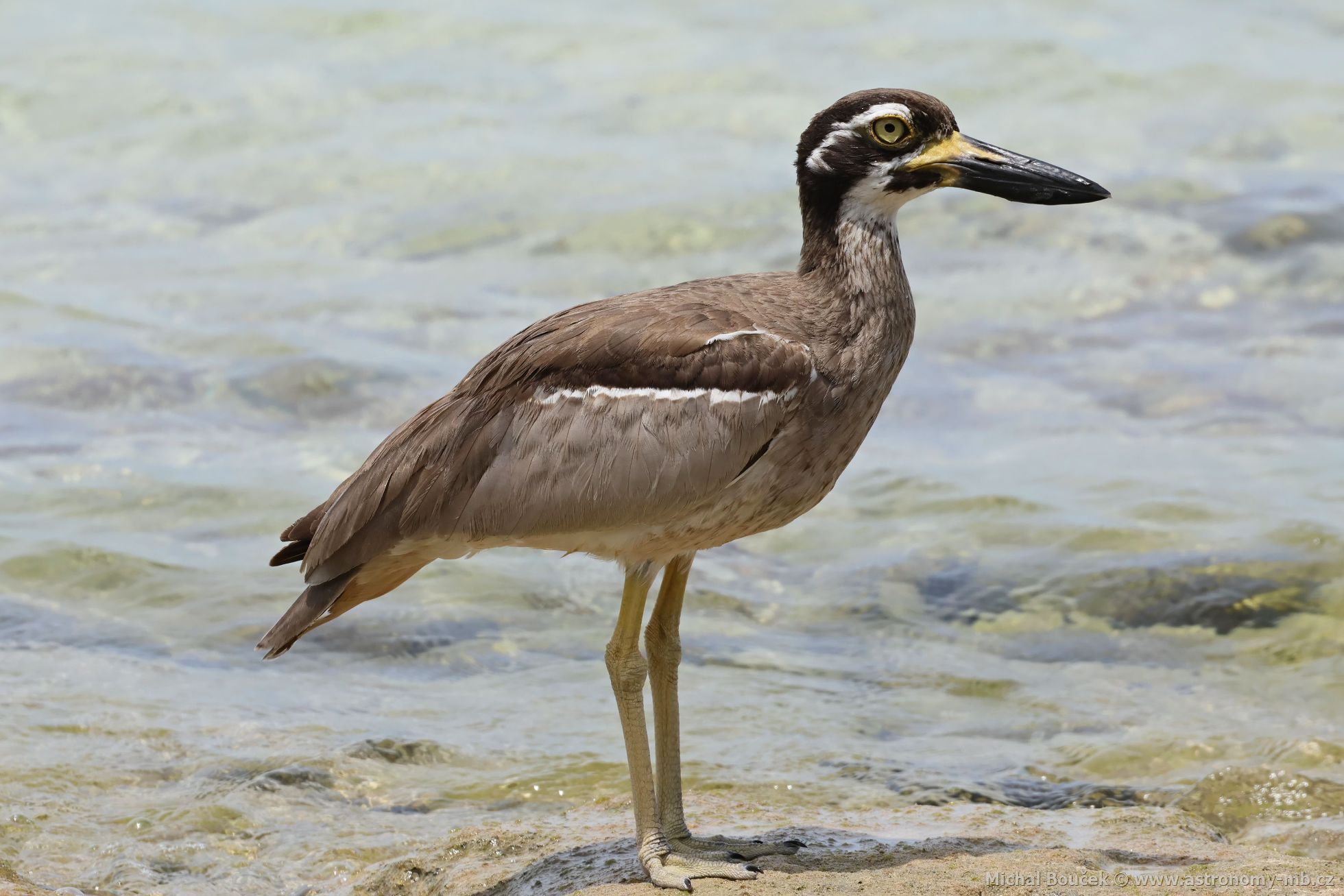 Dytík velkozobý (Esacus magnirostris)