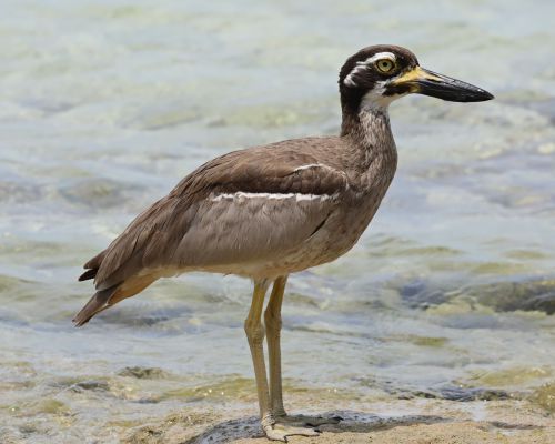 Dytík velkozobý (Esacus magnirostris)