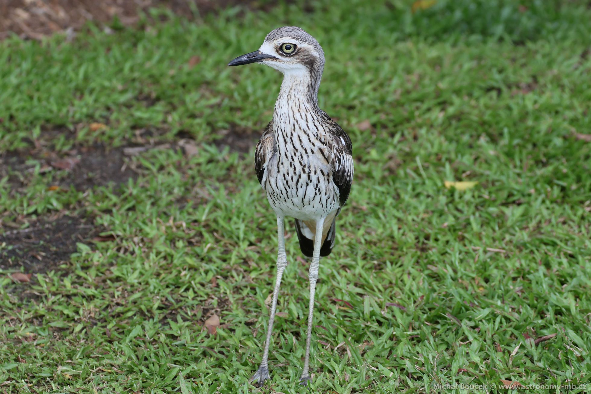 Dytík velký (Burhinus grallarius)