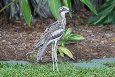 Dytík velký (Burhinus grallarius)