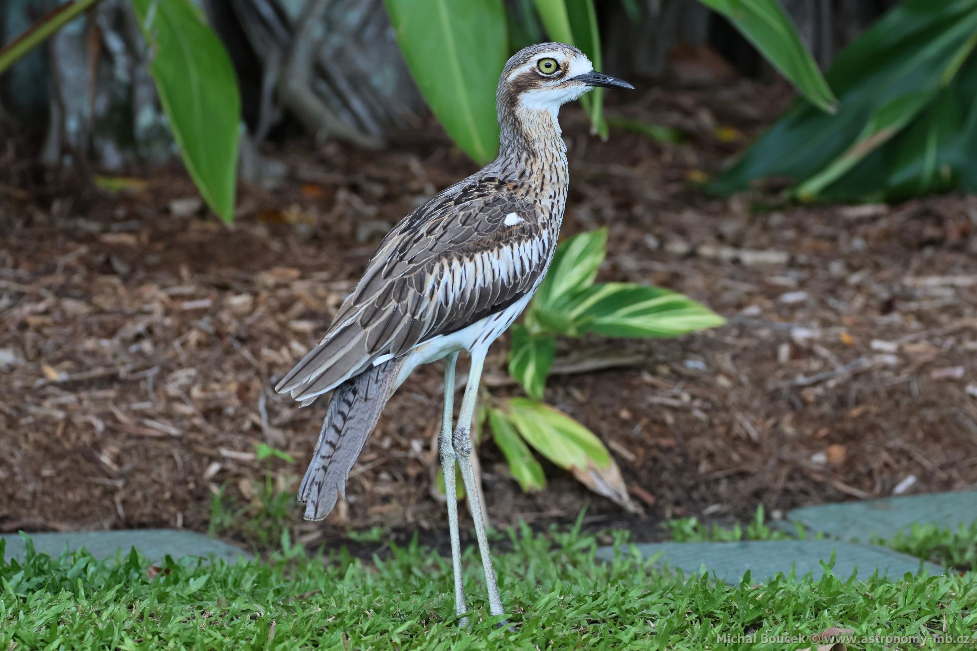 Dytík velký (Burhinus grallarius)