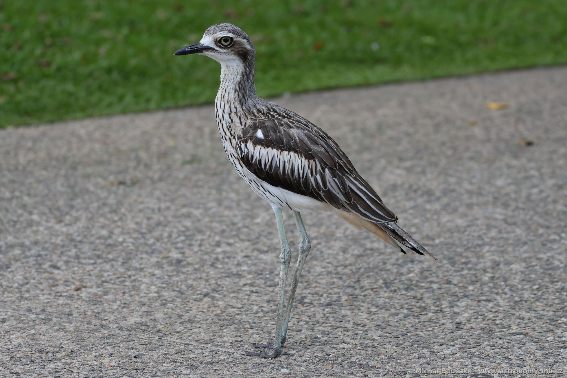 Dytík velký (Burhinus grallarius)