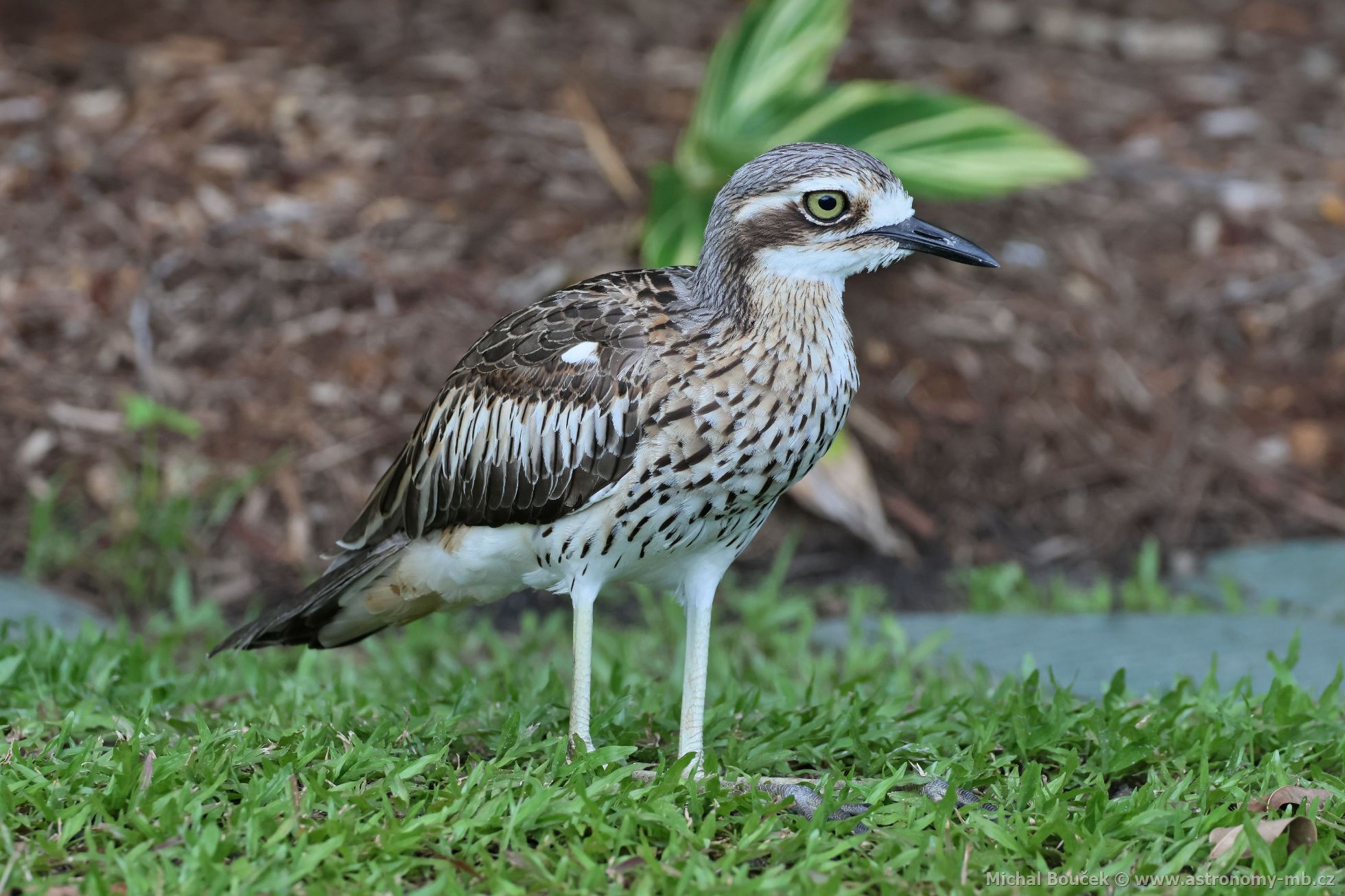 Dytík velký (Burhinus grallarius)