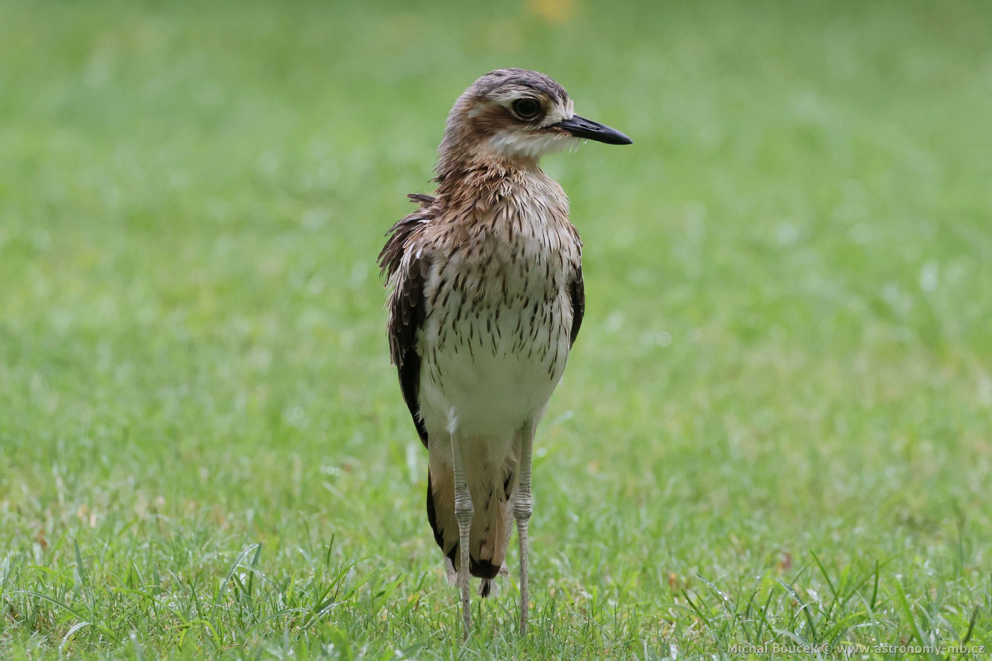 Dytík velký (Burhinus grallarius)